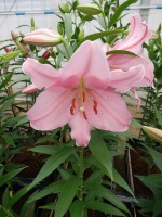 [5332 Berbiano VH No01.JPG]